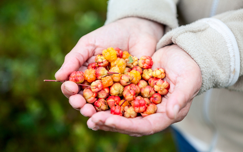 A bunch of delicious cloudberries